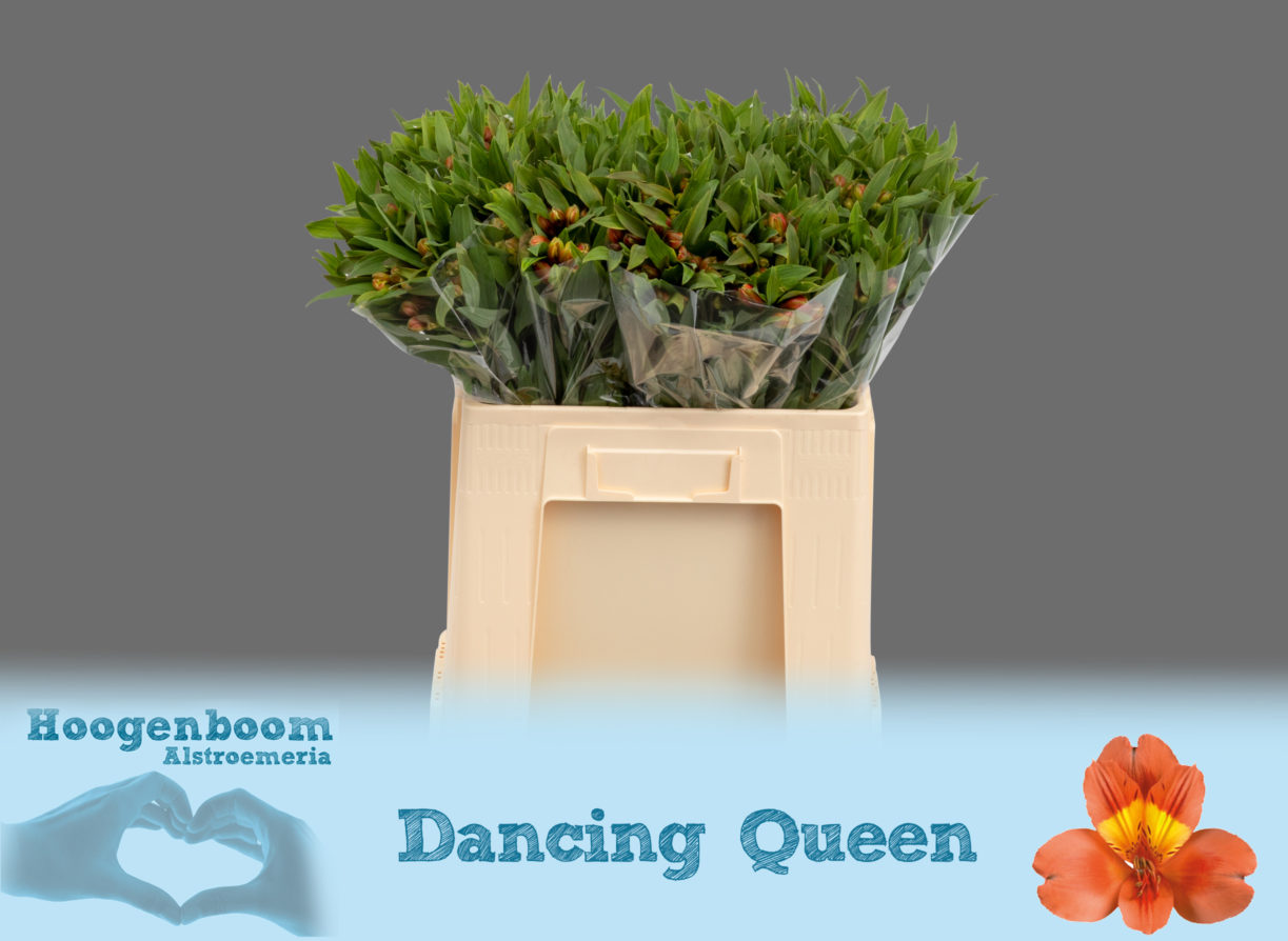 Dancing Queen40