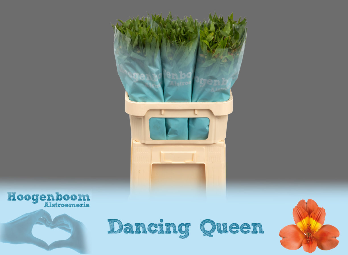 Dancing Queen75