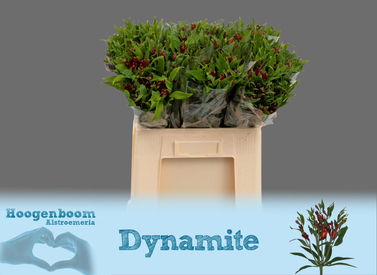 Dynamite40