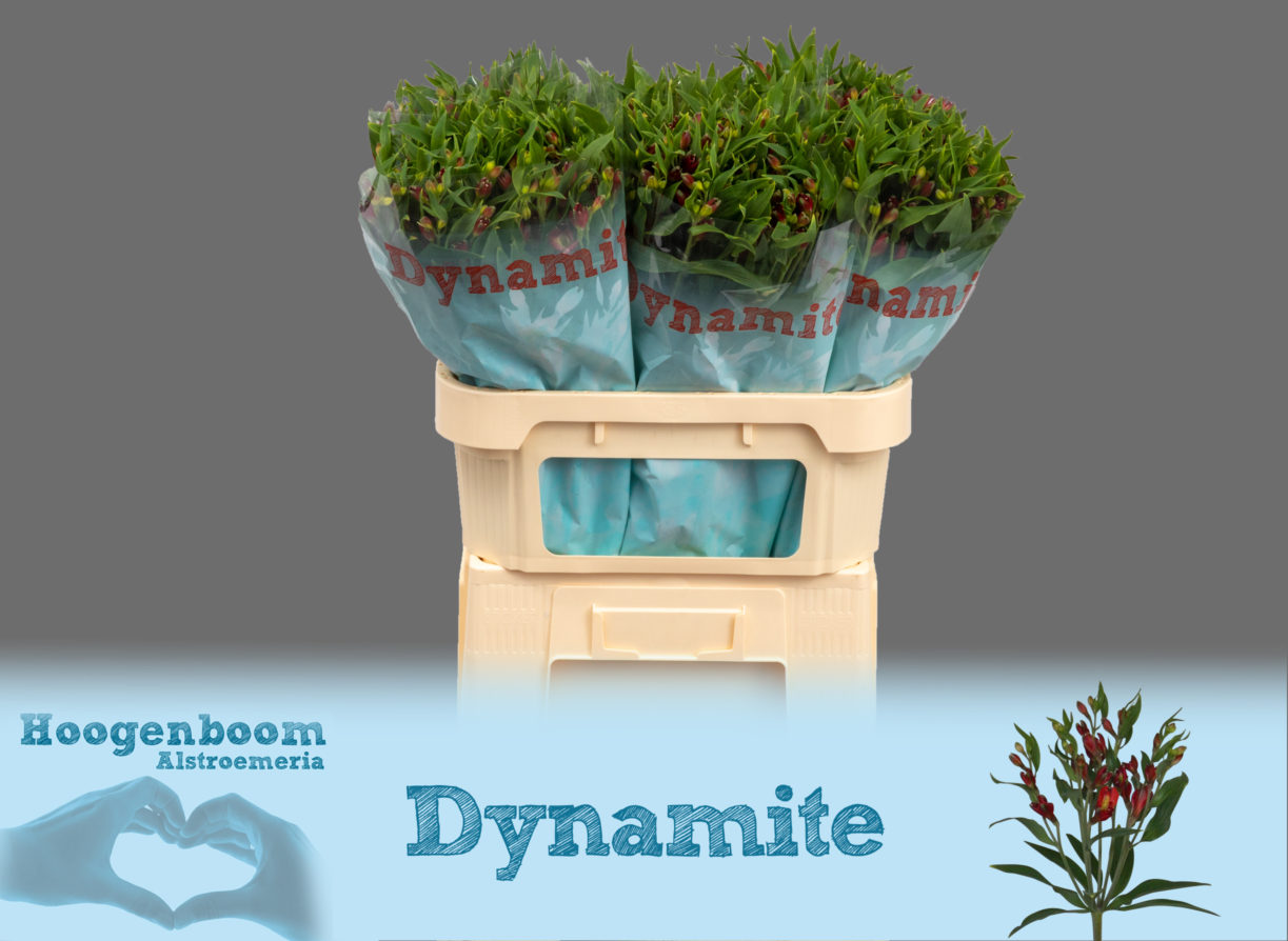 Dynamite75