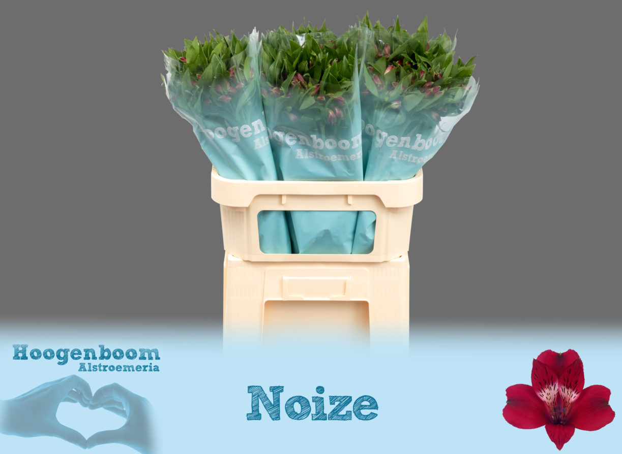 Noize75