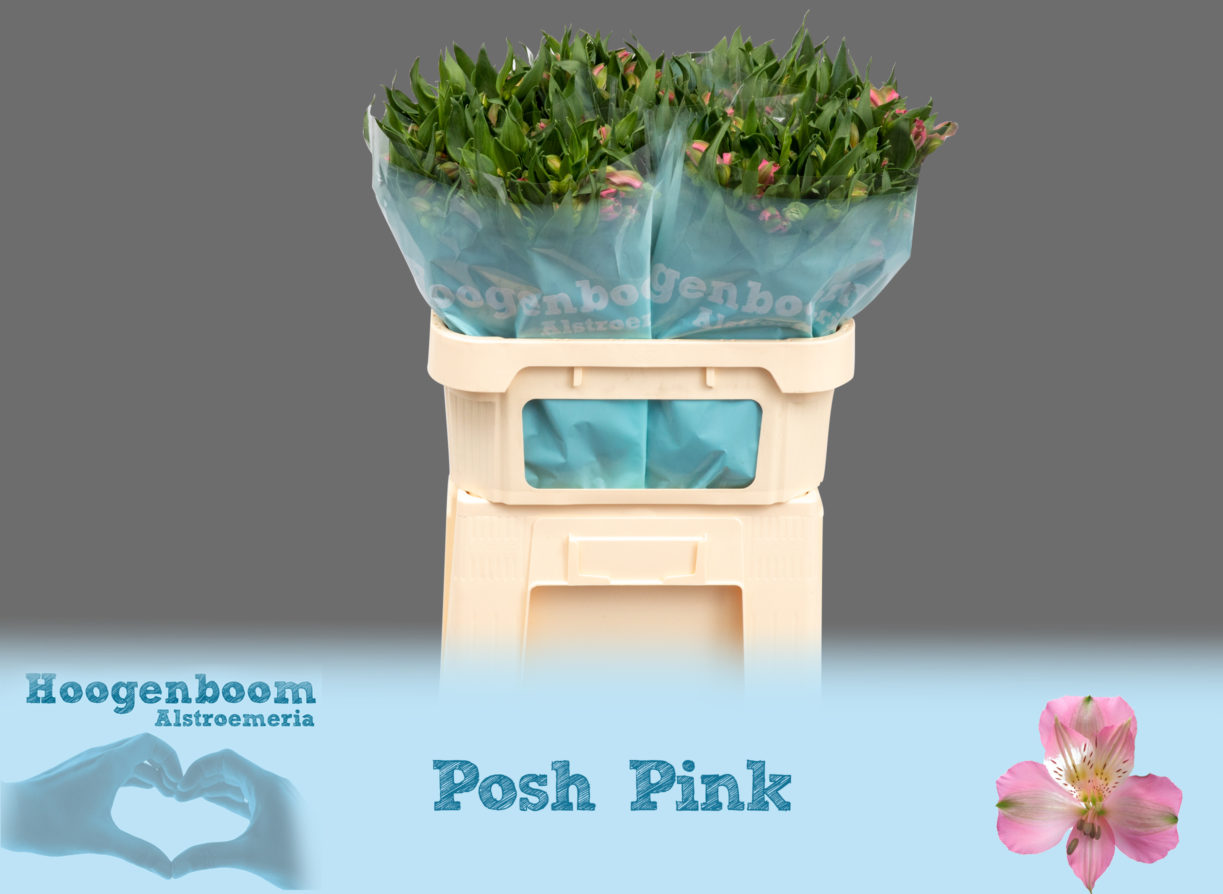 Posh Pink75