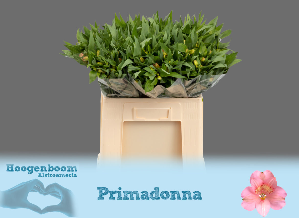 Primadonna40