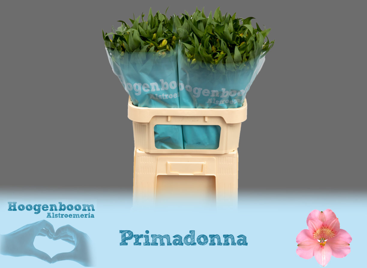 Primadonna75