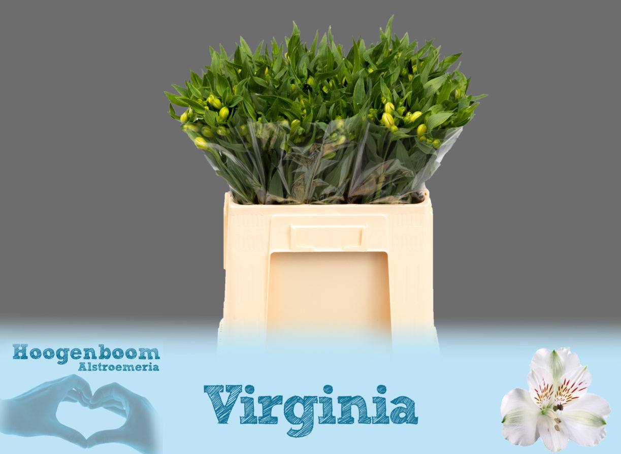 Virginia40