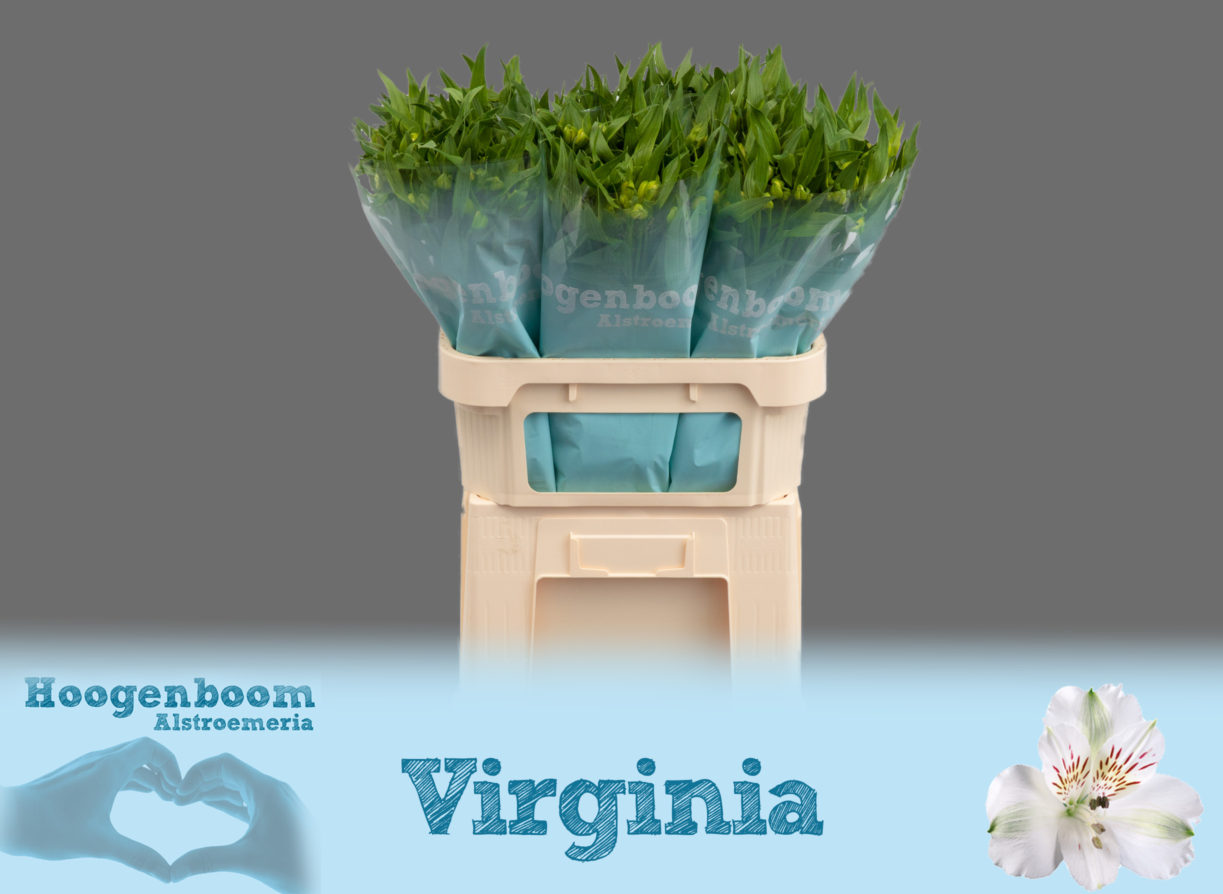 Virginia75
