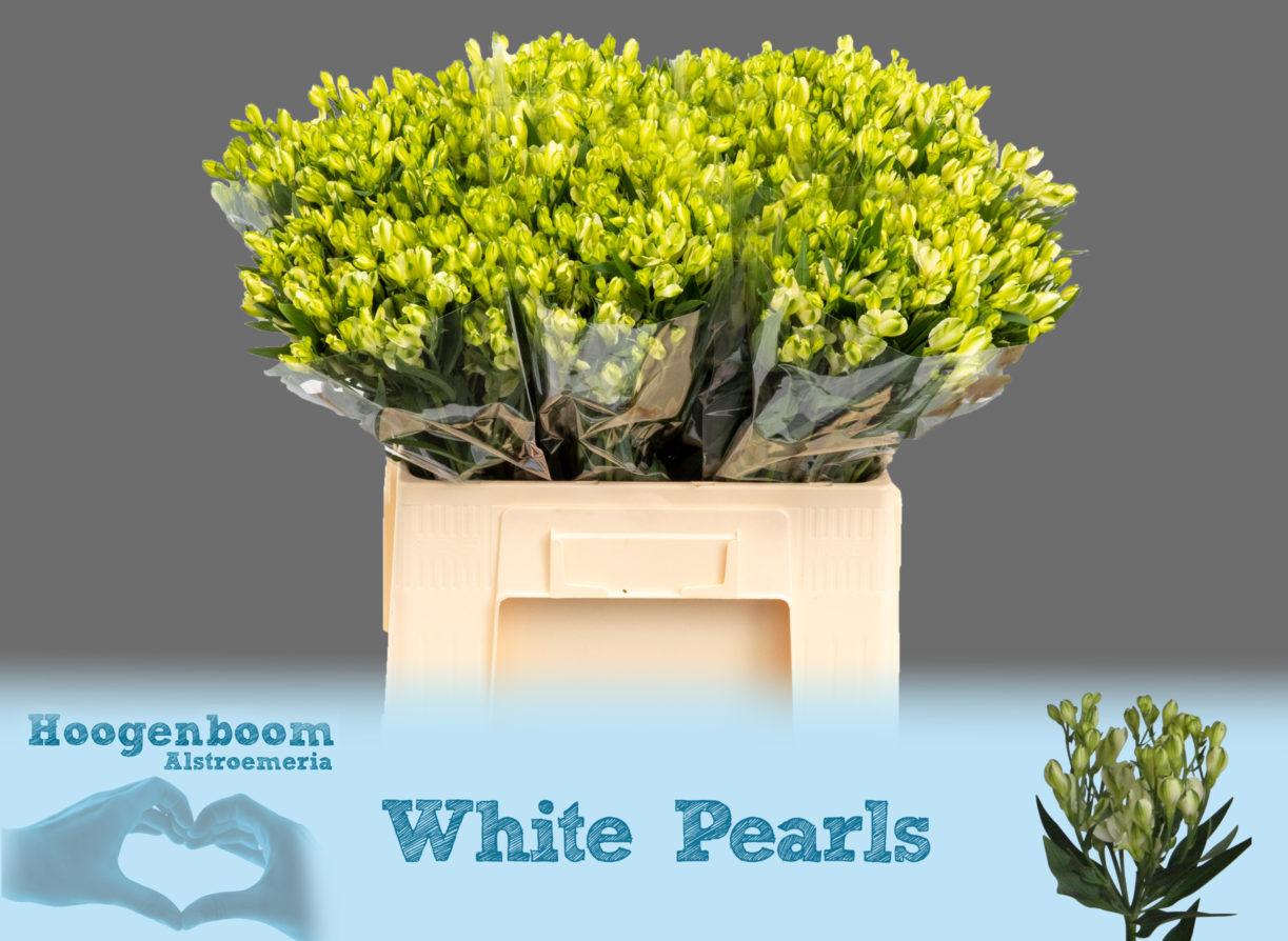 White Pearls40