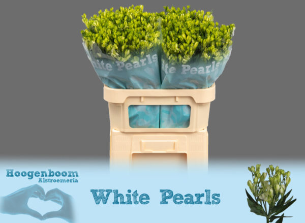 White Pearls75