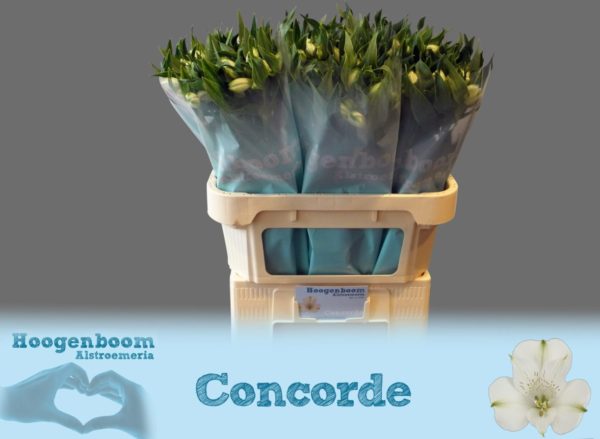 Concorde (003)
