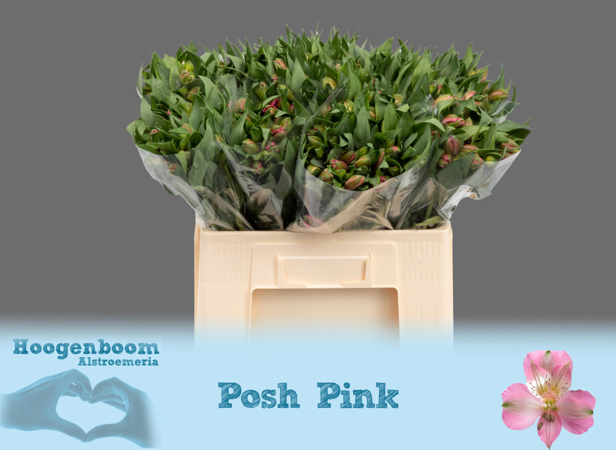 Posh Pink40