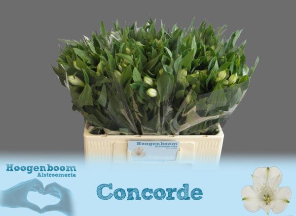 Concorde-klein