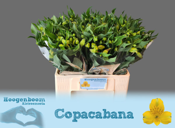 Copacabana40