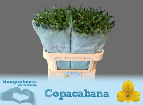 Copacabana75