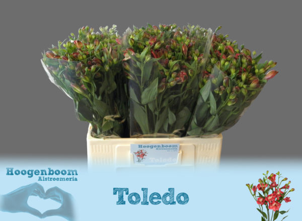 Toledo40