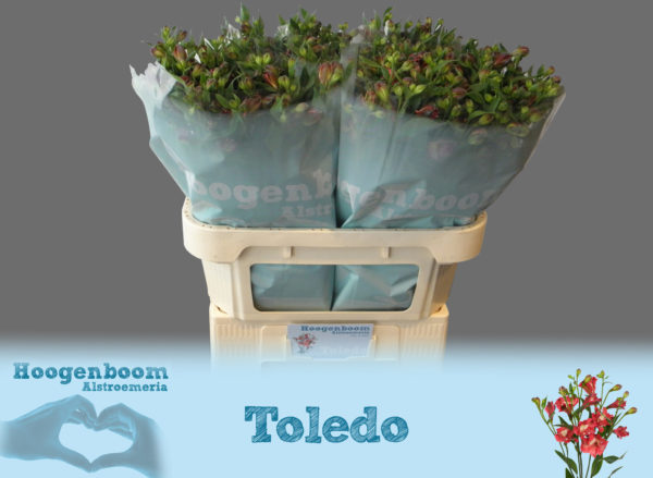 Toledo75