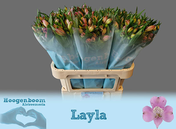 Layla Website